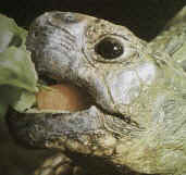 tortu16.jpg (26457 bytes)